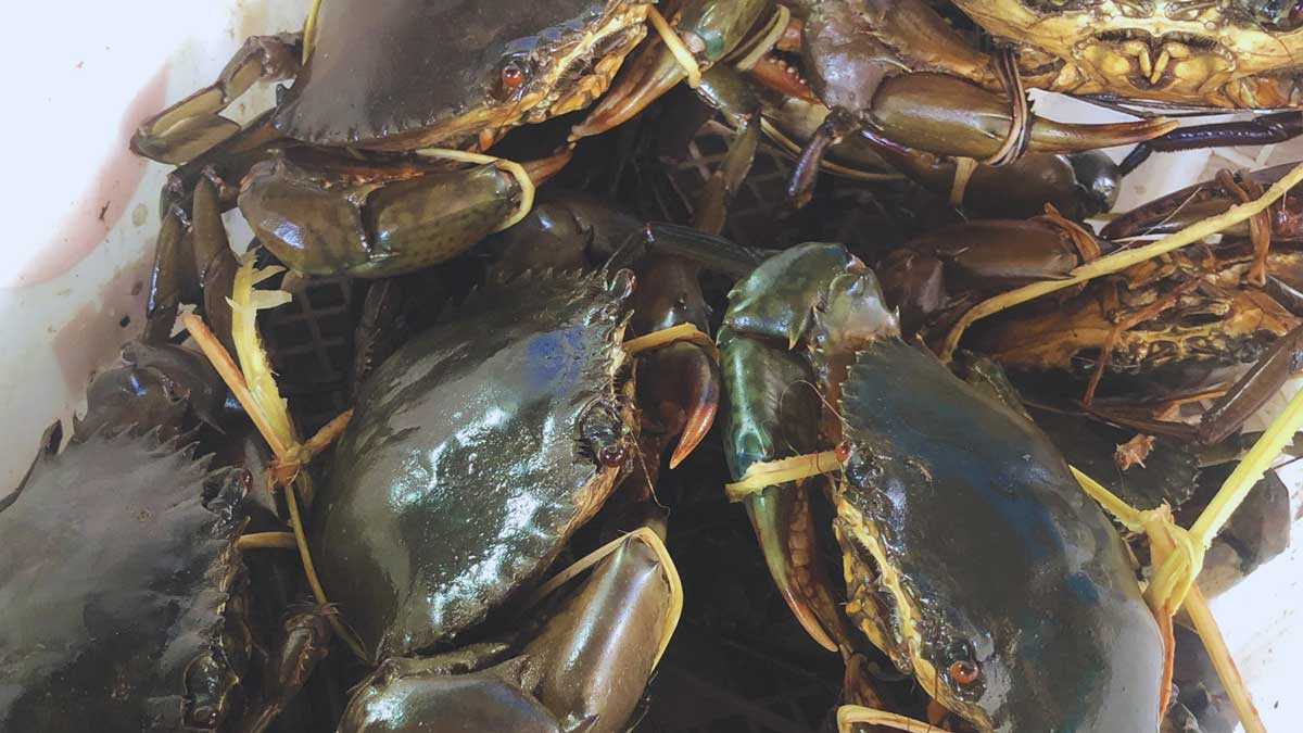  SEKAR dan PHE OSES Dukung Pengembangan Kepiting Bakau di Beltim  