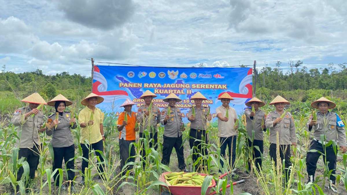 Panen Raya Jagung Polres Belitung di Sijuk, Bukti Dukungan Nyata Swasembada Pangan