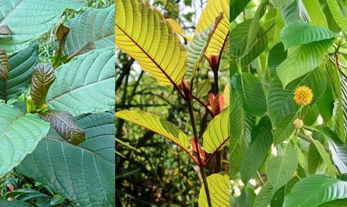 Nama Lain dan Karakteristik Kratom di Beberapa Daerah, Tanaman Kontroversial dengan Manfaat Medis