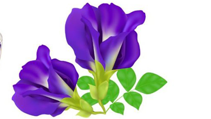 Bunga Telang Punya Khasiat dan Manfaat Luar Biasa Bagi Kesehatan