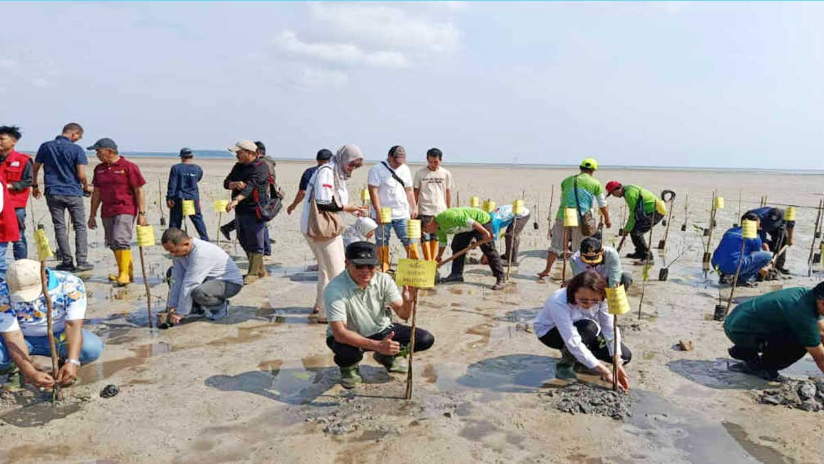 Pemkab Belitung Tanam 1.000 Bibit Mangrove, Pulihkan Pesisir Bekas Tambang