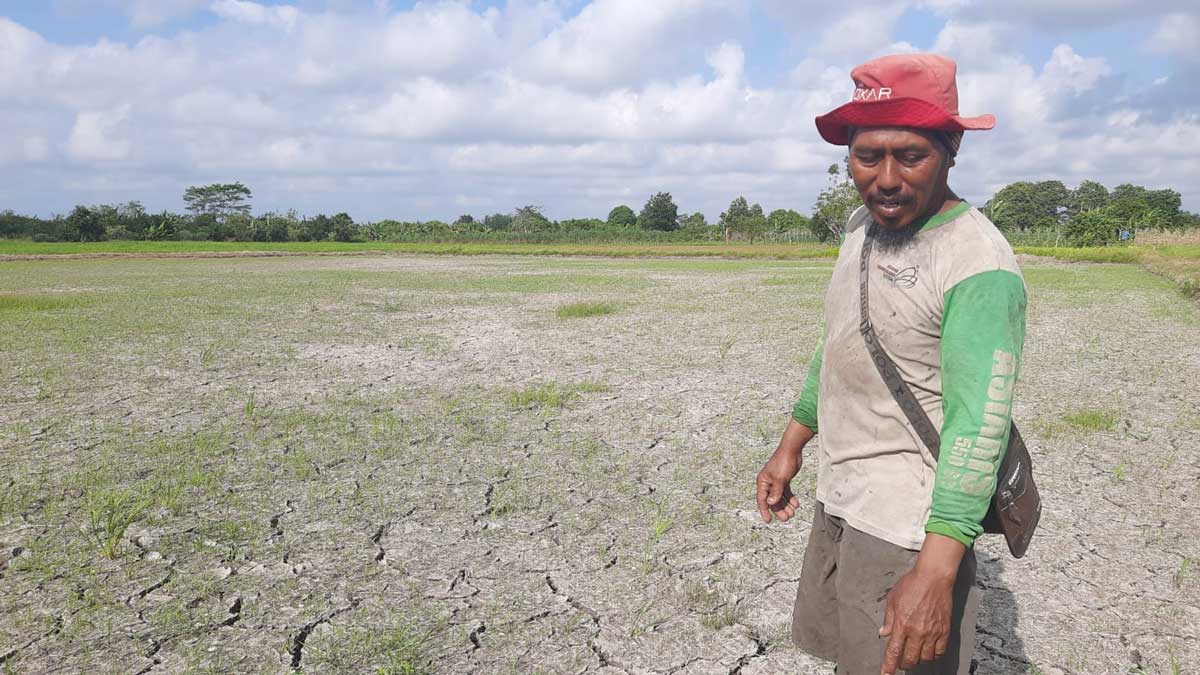 Ratusan Hektar Sawah di Beltim Terancam Kekeringan, Solusi Pompanisasi Terkendala Air Tercemar Tambang Timah