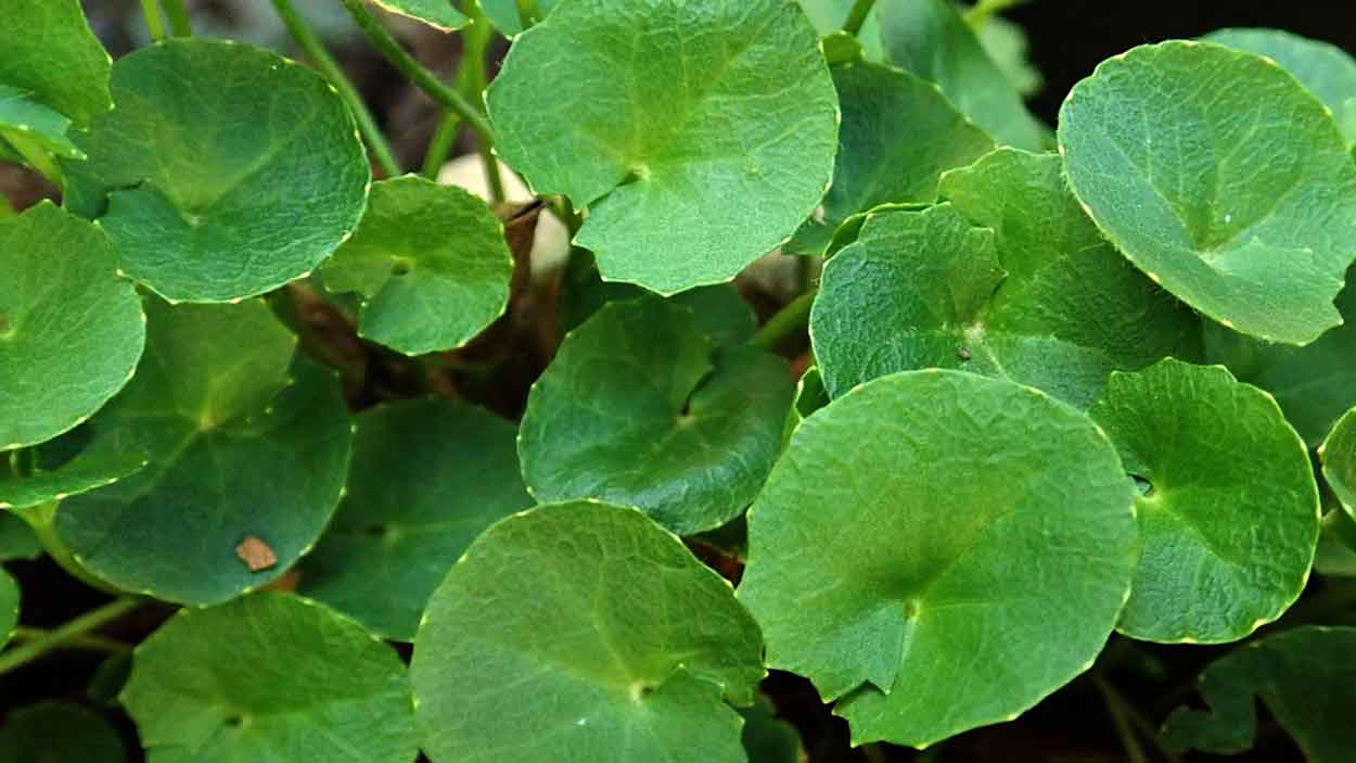 Manfaat Daun Pegagan untuk Pengobatan TB Remaja, Ini Hasil Uji Klinisnya