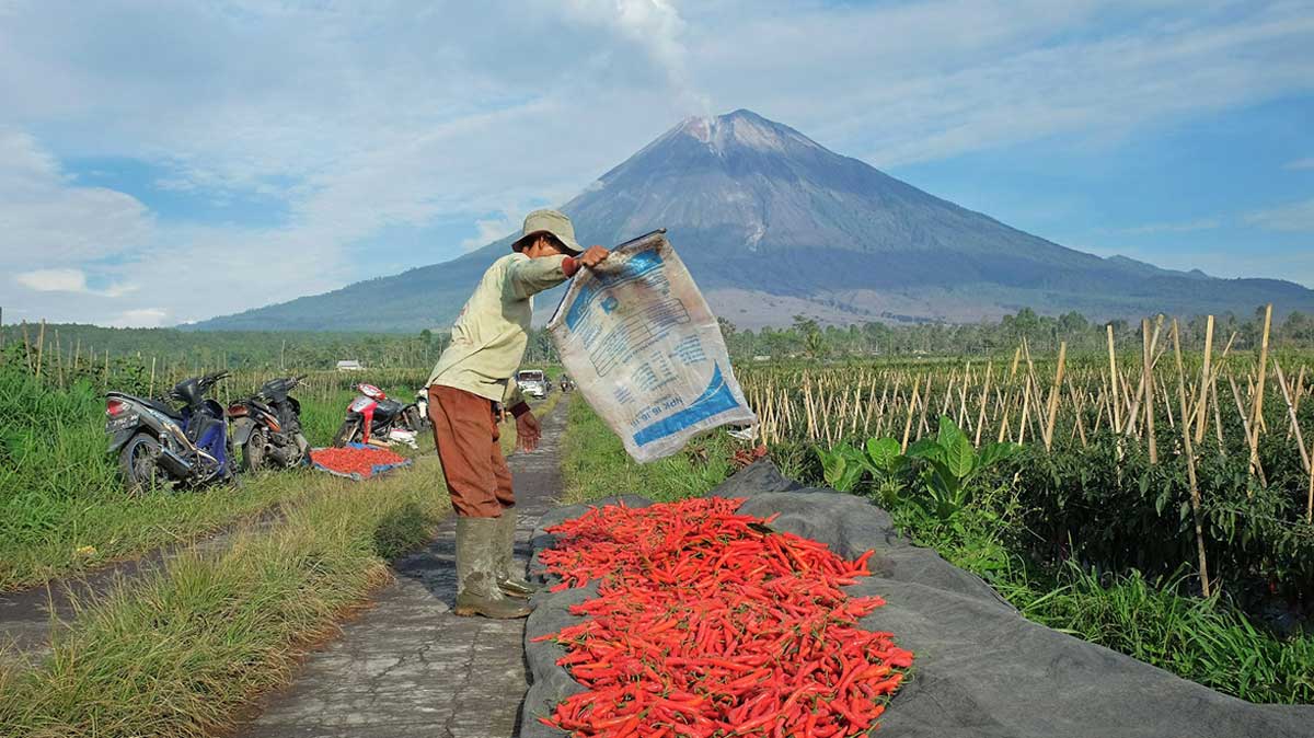 KUR BRI Tembus Rp65,95 Triliun hingga April 2026, Komitmen Dukung Ketahanan Pangan