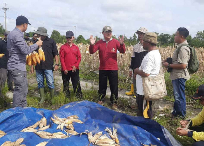 Bupati Sarankan ASN Beltim Beli Hasil Pertanian Danau Nujau, Dukung Ketahanan Pangan Daerah