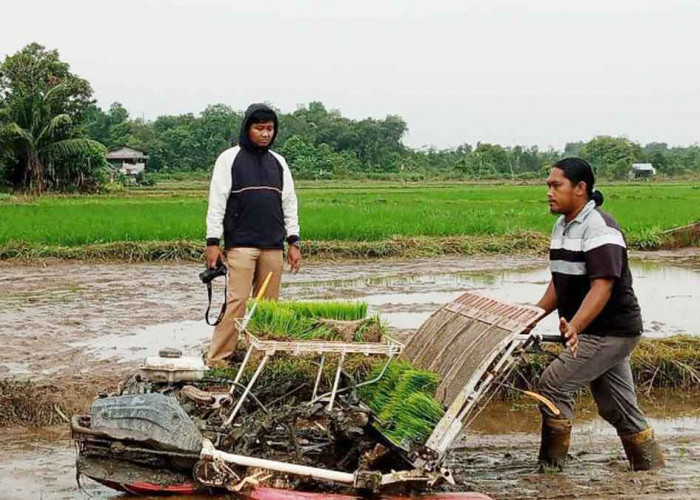 Petani Milenial Belitung Garap 334 Hektare Sawah, Dorong Kemandirian Pangan Daerah