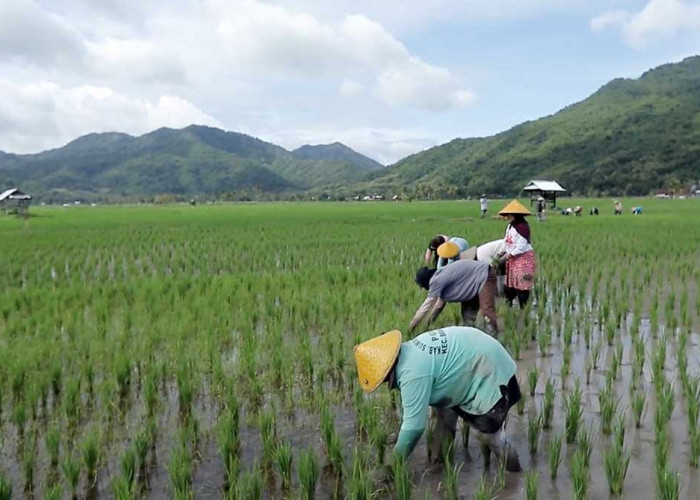 Desa Manemeng Perkuat Ekonomi Kerakyatan, Tumbuh Lewat Program Desa BRILiaN BRI