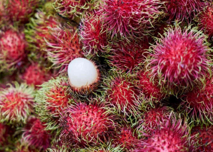 Manfaat Kulit Rambutan untuk Kesehatan dan Kecantikan, Ini 8 Khasiat yang Jarang Diketahui