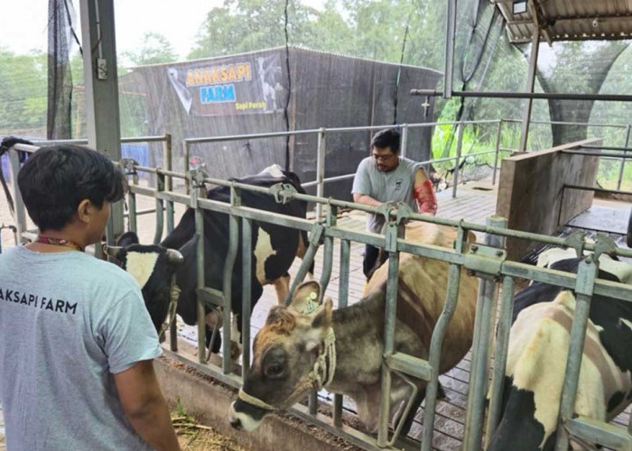BRI Peduli Bantu Peternak Sapi Perah Malang Naik Kelas, Produksi Susu Capai 400 Liter per Hari