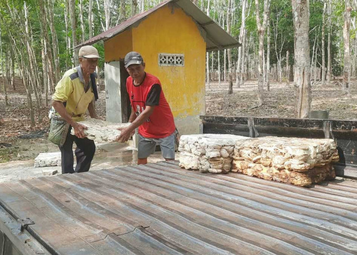 Cerita Penakik Karet Beltim, Hasan dan Jono Tetap Bekerja di Usia Senja