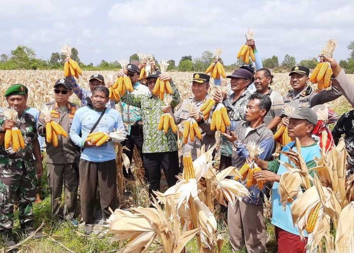 Panen Jagung Danau Nujau, Bupati Beltim Dorong Pertanian Jadi Masa Depan Ekonomi