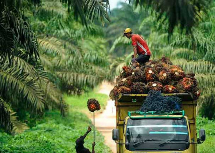 LSM Beltim Dukung Penegakan Hukum Penetapan CPCL, Perkebunan Plasma Sawit