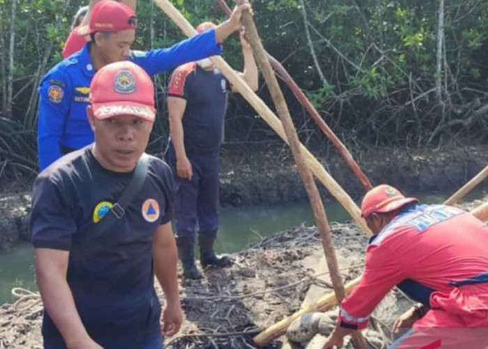 Buaya yang Ditangkap Tim Damkar BPBD Belitung Akhirnya Dilepasliarkan ke Habitatnya