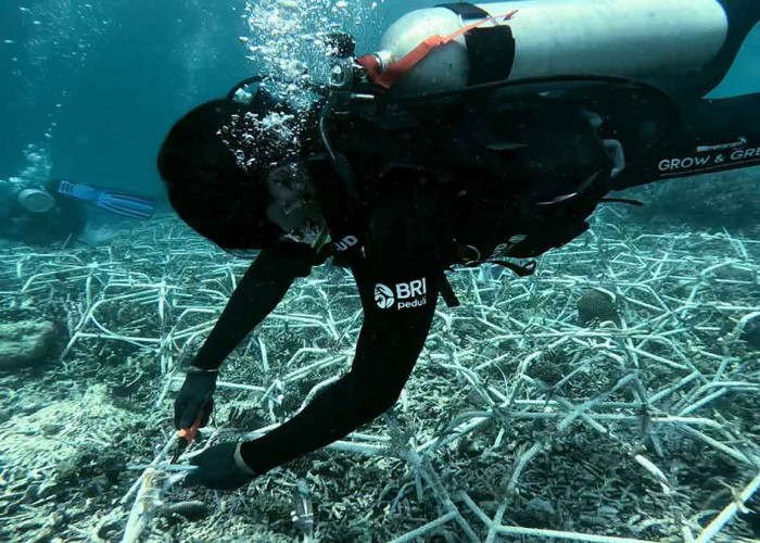 BRI Menanam - Grow & Green di Pulau Kapoposang, Aksi Nyata Jaga Kelestarian Ekosistem Laut 