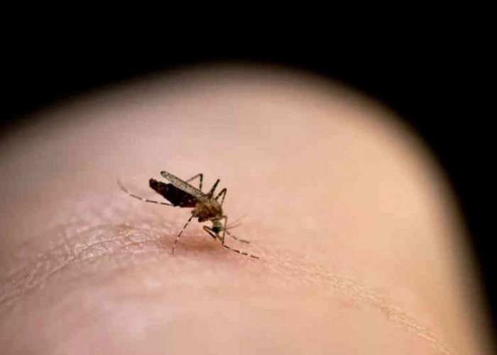 Ini Dia 5 Cara Mudah Mengusir Nyamuk Tanpa Obat Antinyamuk