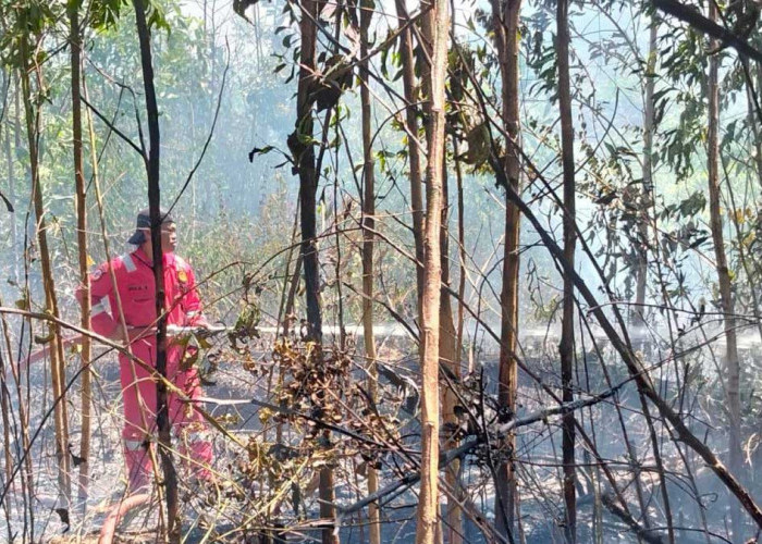 Ancaman Karhutla di Belitung Meningkat, BPBD Petakan 3 Wilayah Rawan Kebakaran