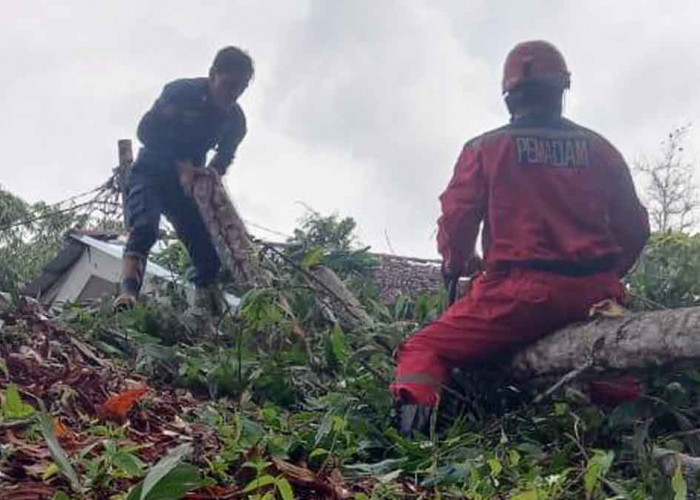 Rumah Warga Belitung Rusak Tertimpa Pohon Tumbang Akibat Hujan Deras & Angin Kencang