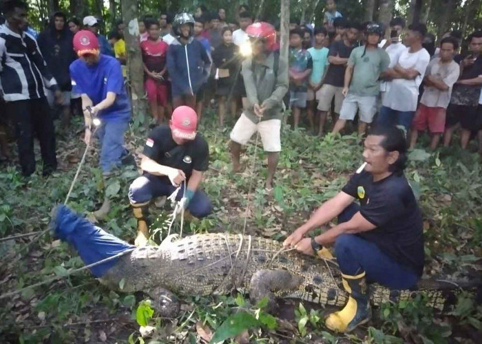 Tim Damkar BPBD Belitung Tangkap Buaya dari Tempat Pemandian Warga, Begini Kronologinya