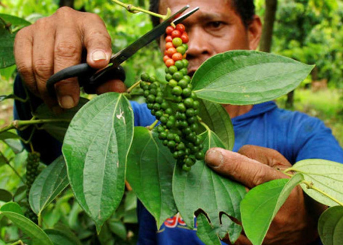 Genjot Perluasan Lada Rakyat di Babel, Kementan Targetkan Kebangkitan Kejayaan Lada Putih