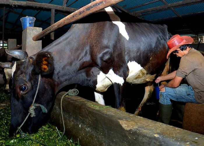 Kisah Sukses Pengusaha Pakan Ternak Ponorogo, Bukti KUR BRI Dorong Usaha Berkembang