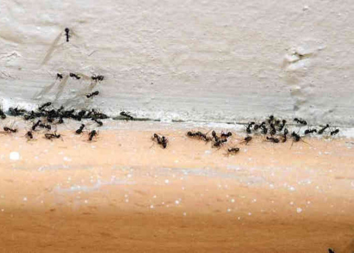 Terbukti Ampuh, Cara Mengusir Semut di Rumah dengan 6 Bahan Dapur Ini