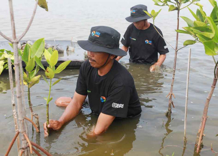 BRI Tegaskan Komitmen Jaga Lingkungan Lewat BRI Menanam – Grow & Green di Hari Lingkungan Hidup Sedunia
