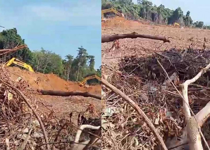 PT KPN Abaikan Rekomendasi DPRD Belitung Terkait Penghentian Tambak Udang di Pulau Seliu, Mangrove Dibabat