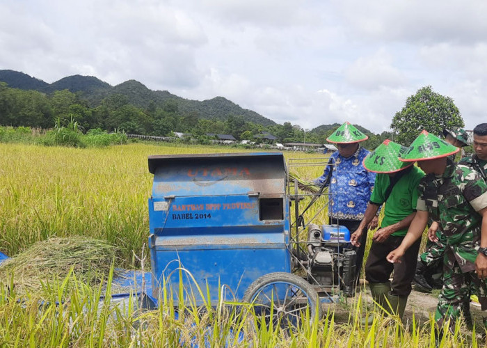 Panen Padi Simpang Renggiang, Danyon Yonif 845: Bukti Keberhasilan Ketahanan Pangan Beltim
