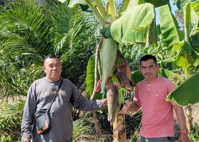 Pesantren di Sungailiat Tanam 2.000 Pisang Cavendish, Target Panen 40 Ton