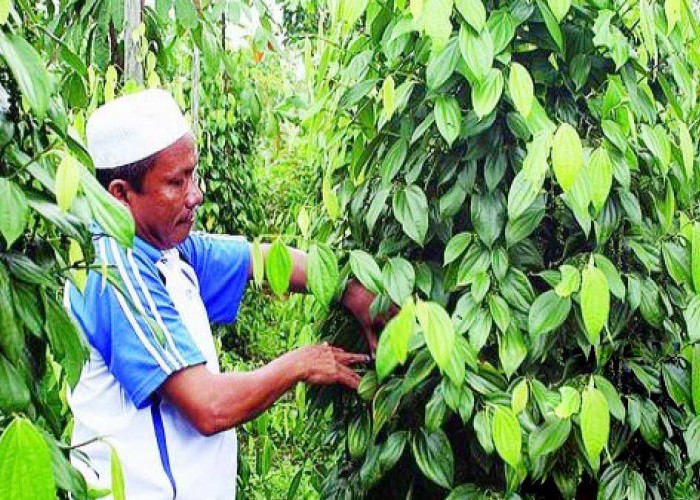 NTP Petani Babel Tembus 165,81 pada Agustus 2026, Ini Pendorongnya