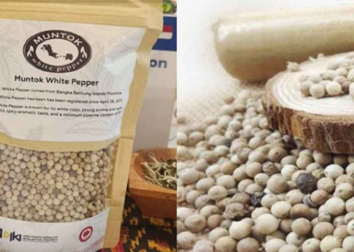 Belitung Disarankan Bangun Pusat Studi Lada Putih, Harapan Baru untuk Produksi & Ekspor Global