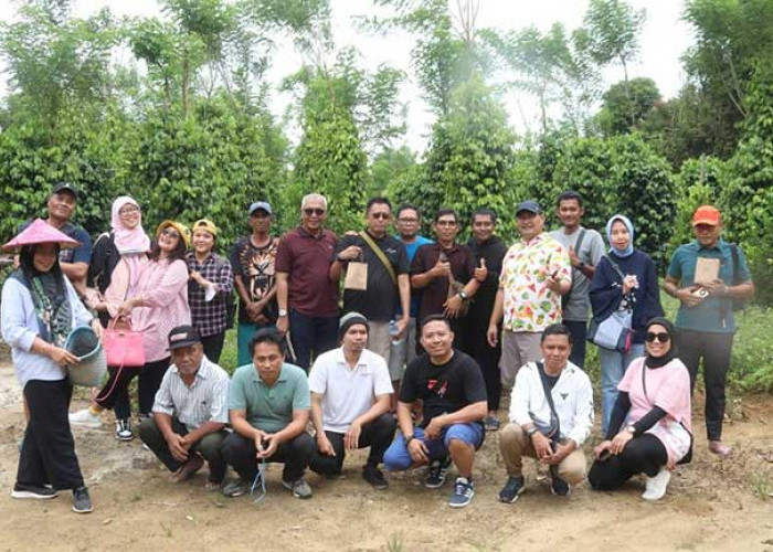 Produksi Lada Belitung Makin Pesat, Petani Sasar Peluang Ekspor