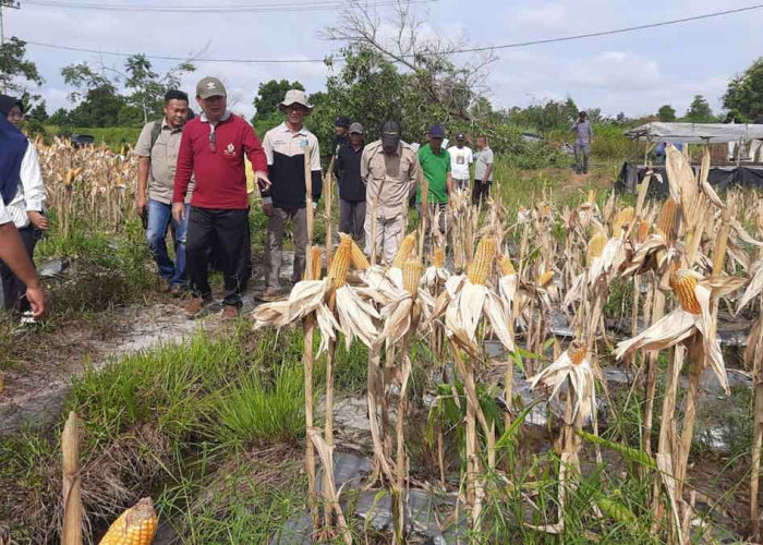 Bupati Beltim Minta Distan Bantu Petani Tingkatkan Produksi Pertanian Lokal