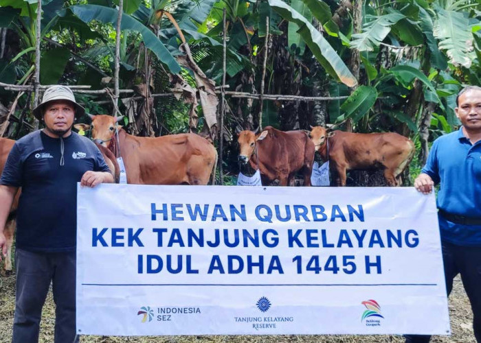 KEK Tanjung Kelayang Belitung Kembali Salurkan Hewan Kurban, Berbagi Berkah di Idul Adha 2024