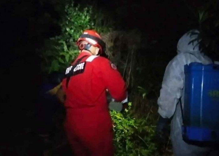Cegah Sengatan Mematikan, Damkar BPBD Belitung Evakuasi Sarang Tawon Vespa Dari Kebun Warga