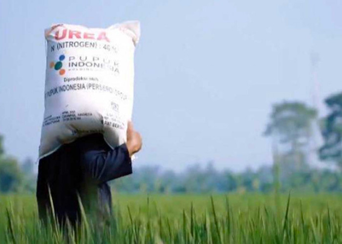 Realisasi Pupuk Bersubsidi di Babel Capai 8,34 Juta Kg, Sisa Alokasi Tinggal Segini