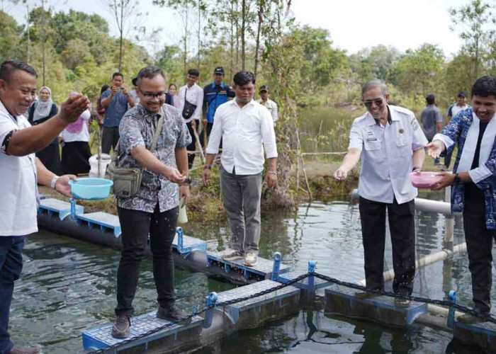 Lahan Bekas Tambang Belitung Disulap Jadi Tambak Ikan: Inovasi Perikanan Dorong Ekonomi Berkelanjutan