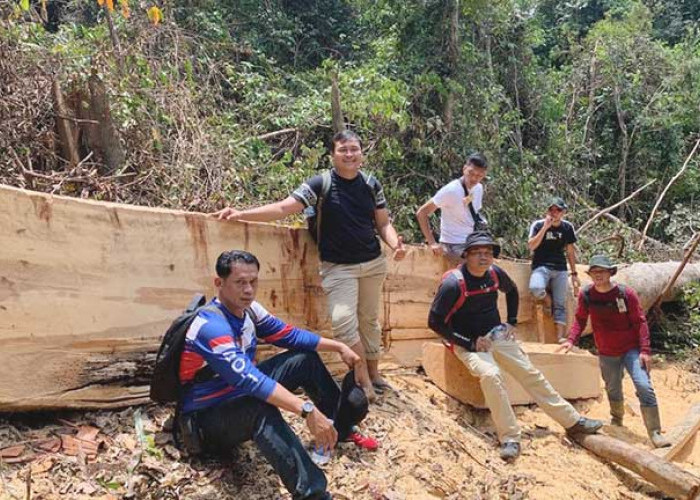 Ada Pembalakan Liar di HL Gunung Tajam,  Satreskrim Polres Belitung Hanya Temukan  Ini
