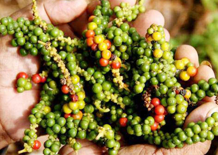 Harga Lada Putih Bangka Belitung Meroket, Permintaan Dunia Terus Meningkat