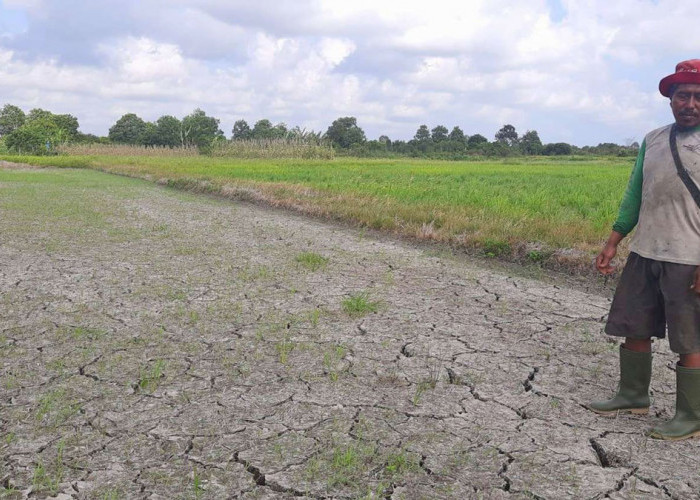 Prakirakan Puncak Musim Kemarau Babel 2026, Ini Prediksi BMKG