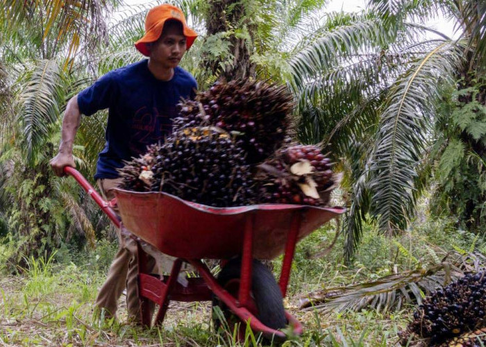 Harga TBS Sawit di Belitung Naik, Ini Rincian Terbaru Babel Maret 2026