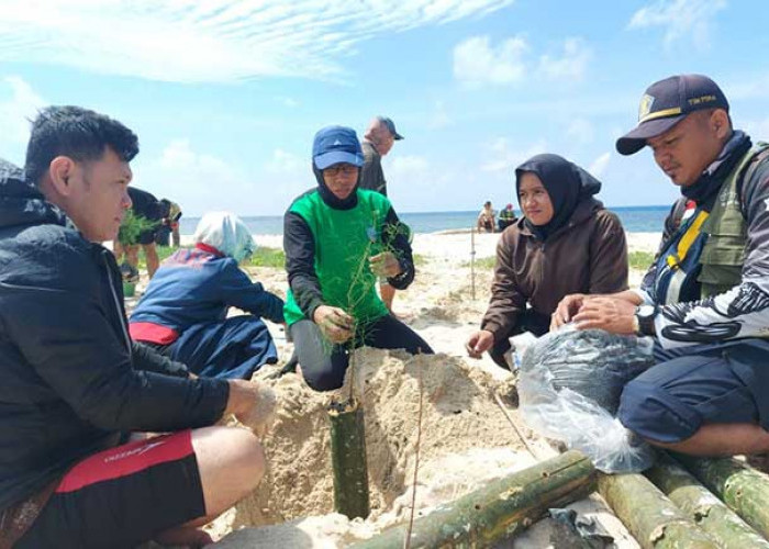 Jaga Kelestarian Pulau Penanas, PT Timah Tbk Bersama DLH Beltim Tanam Cemara Laut dan Bambu