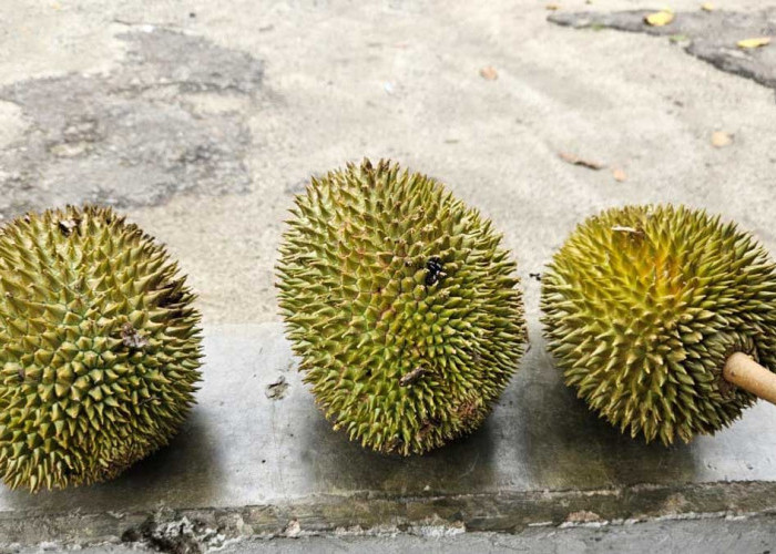 Kelompok Orang dengan Penyakit Ini Tidak Boleh Makan Durian, Risiko Komplikasi Mengintai!