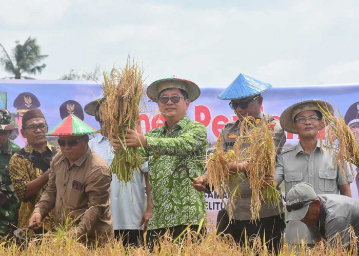 Dari Sawah ke Wisata, Panen Perdana Nujau Gantung Buka Harapan Ekonomi Baru Warga