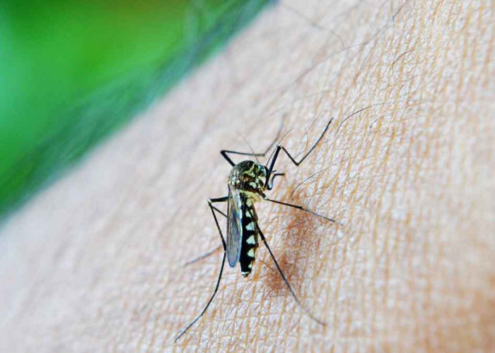 Cuaca Panas, Simak Cara Mengatasi Nyamuk DBD yang Mengganas