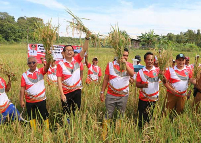 Produksi Padi Belitung Meningkat, Pasca program Tali Intan di Persawahan Desa Perawas
