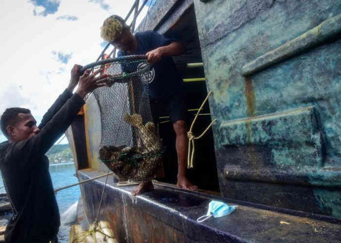  2023, Dinas Perikanan Belitung Targetkan Ekspor 100 Ton Ikan Kerapu Hidup