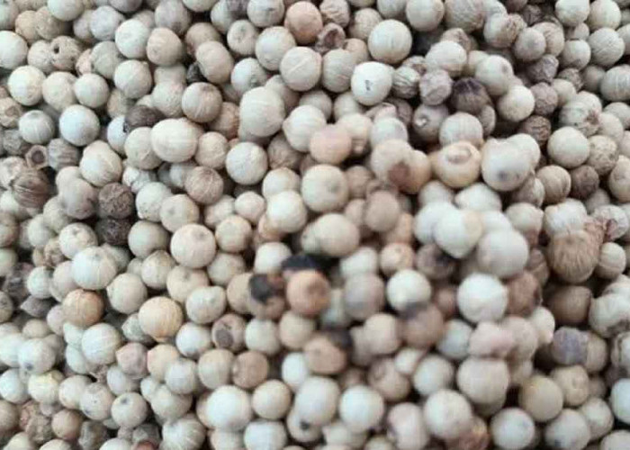 Harga Lada Putih Babel Januari 2026 di Tingkat Petani dan Pasar Daring