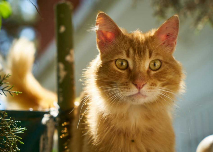 5 Alasan Kucing Oren Istimewa Menurut Sains, Ini Fakta Uniknya