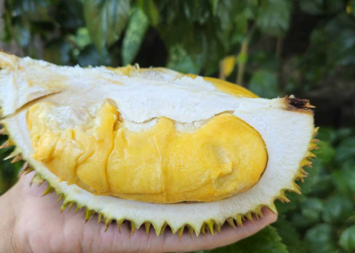 Tanda-tanda Mabuk Durian, Simak 7 Tips Mengatasinya dengan Cara Sederhana